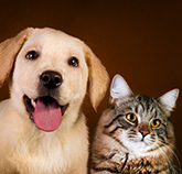 second Feature Image